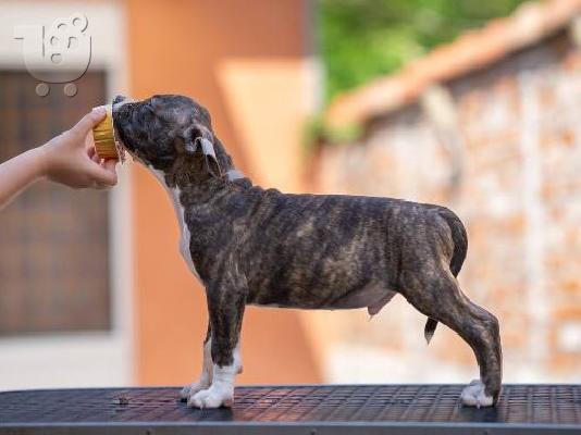 Κουτάβια American Staffordshire Terrier